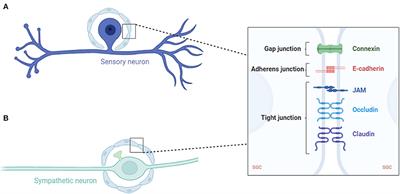 Satellite Glial Cells: Morphology, functional heterogeneity, and role in pain